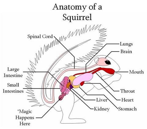 Squirrel_Anatomy